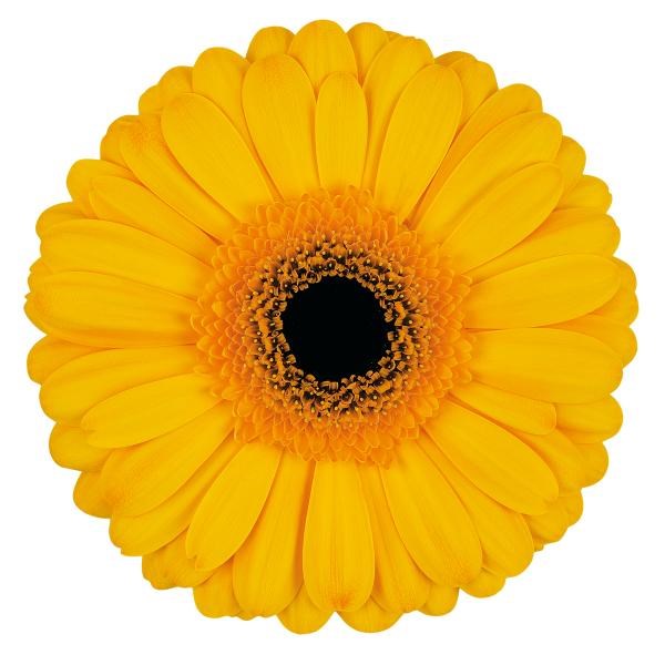 Gerbera Cachet