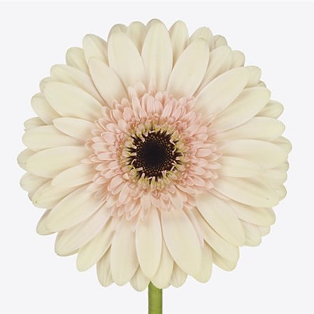 Gerbera Cafe Del Mar