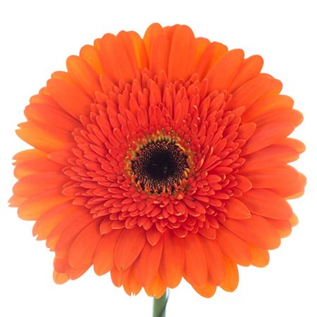 Gerbera Candela