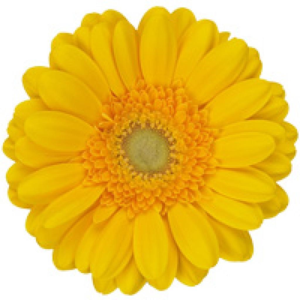 Gerbera Captiva