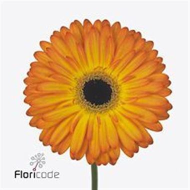 Gerbera Catwalk