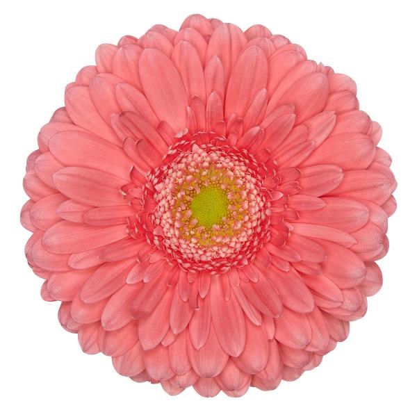 Gerbera Cher