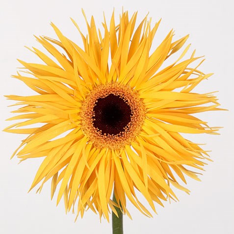 Gerbera Chiquita