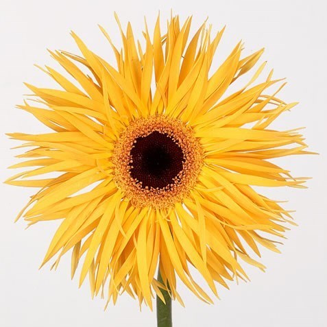 Gerbera Chiquita