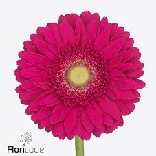 Gerbera Cranberry