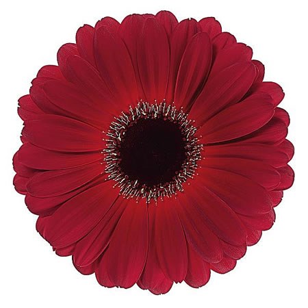 Gerbera Dark Diamond