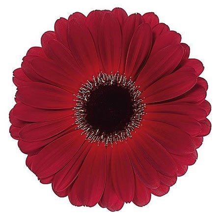 Gerbera Dark Diamond