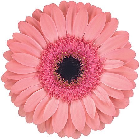 Gerbera Debut