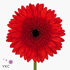 Gerbera Decibel