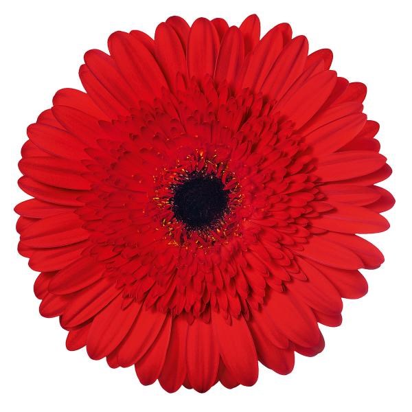 Gerbera Decibel