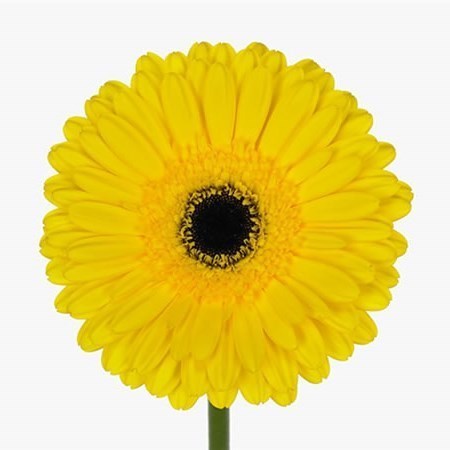 Gerbera Don Leo