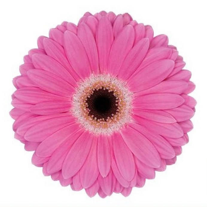 Gerbera Dreamer