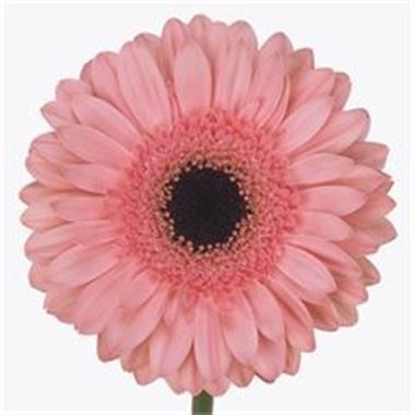 Gerbera Dutch Diva