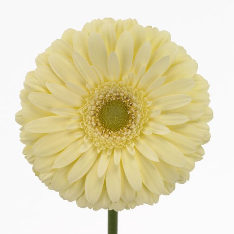 Gerbera Enjoy
