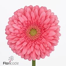 Gerbera Enrique