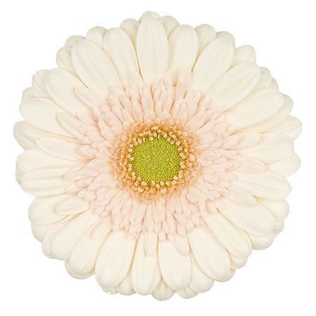 Gerbera Estate