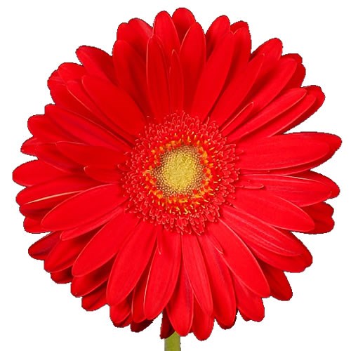 Gerbera Estoria