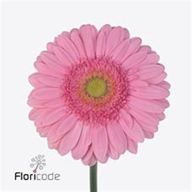 Gerbera Fairlady