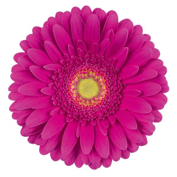 Gerbera Flamenco