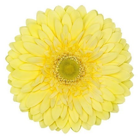 Gerbera Full Moon