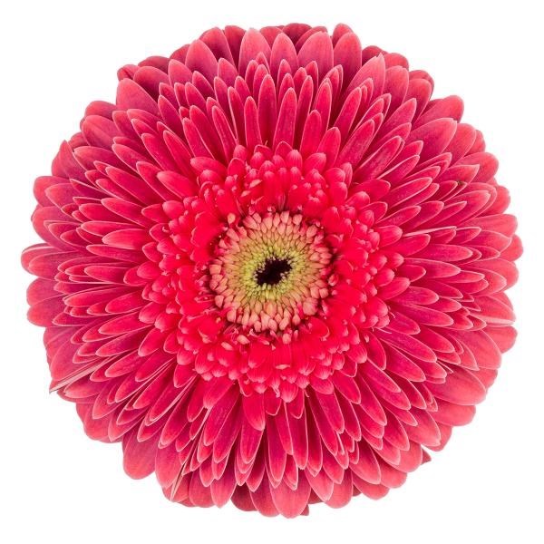 Gerbera Gerponi Big Sija