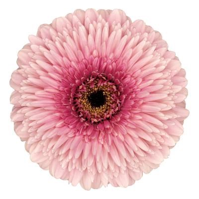 Gerbera Gerponi Mayball