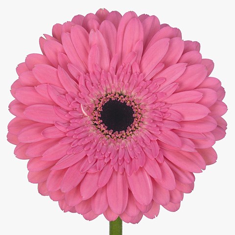 Gerbera Glamour