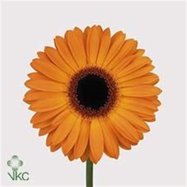 Gerbera Golden Serena