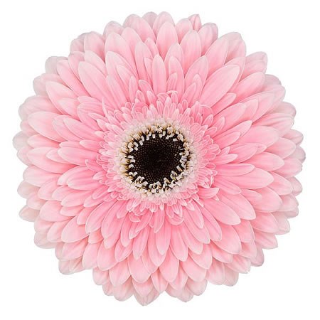 Gerbera Graceland