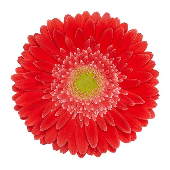 Gerbera Hooper