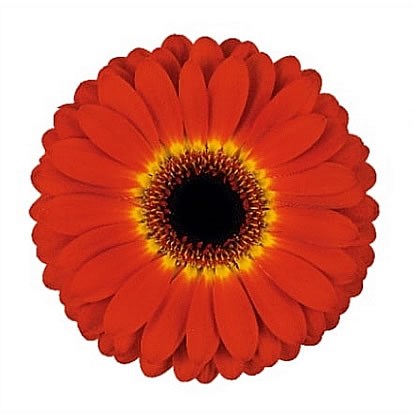 Gerbera Imax