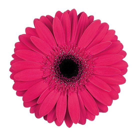 Gerbera Intense