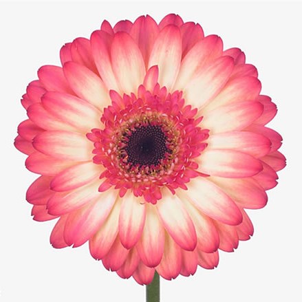 Gerbera It's A Party