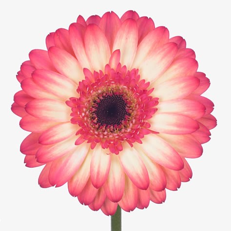 Gerbera its a party