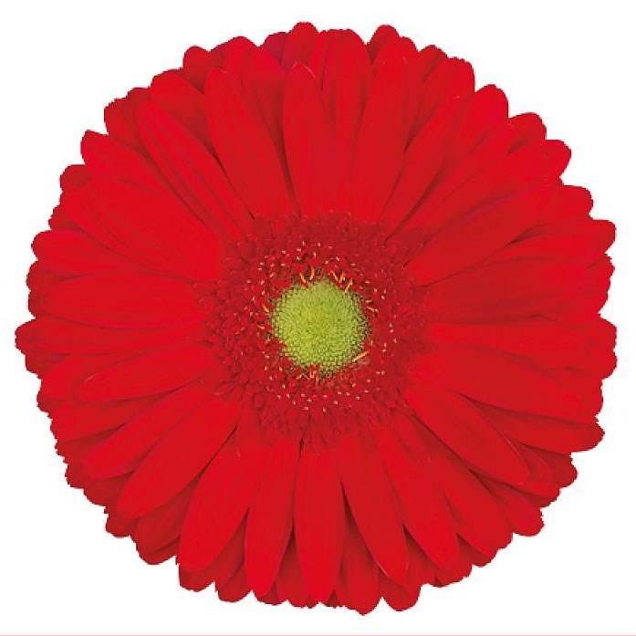 Gerbera La Vida