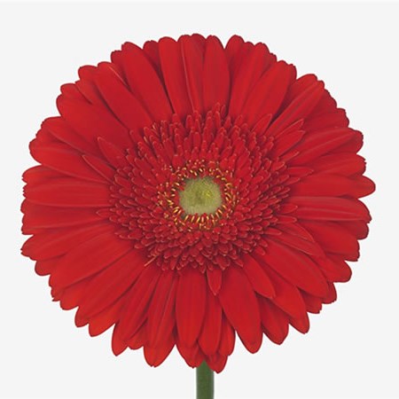 Gerbera La Vida