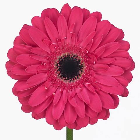 Gerbera Landmark