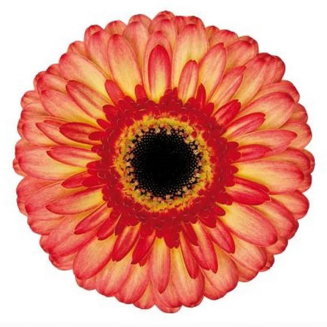 Gerbera Lemonade