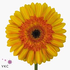 Gerbera Lipari