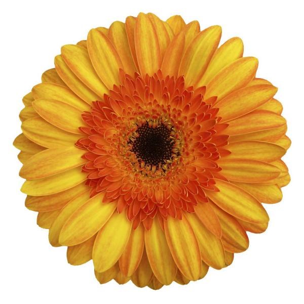 Gerbera Lipari