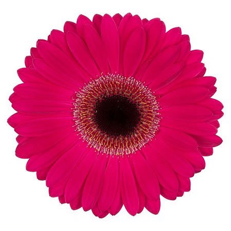 Gerbera Lucio