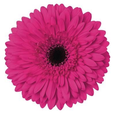 Gerbera Madeira