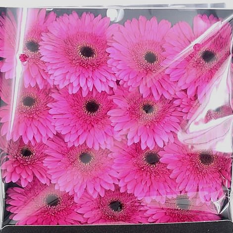 Gerbera Madeira