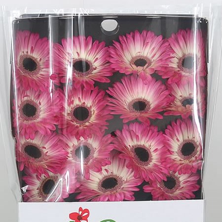 Gerbera Mandala