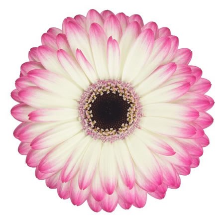 Gerbera Mandala