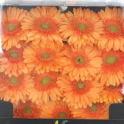 Gerbera Mango