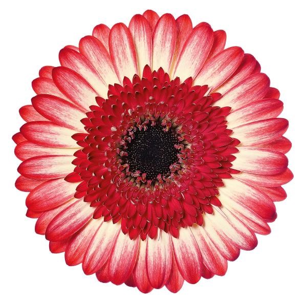 Gerbera Marmolada