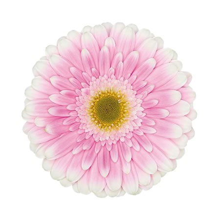 Gerbera Maxime