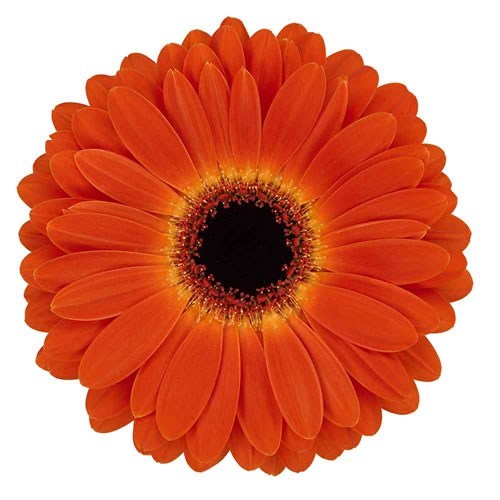 Gerbera Medina