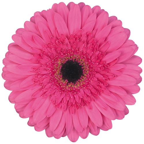 Gerbera Memphis